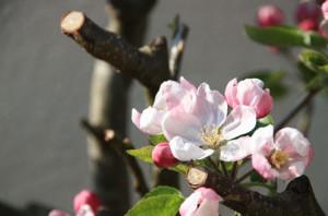 Процесът на ябълка пролетта