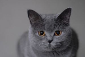Каква е разликата британски котки от шотландски от външния си вид и темперамент