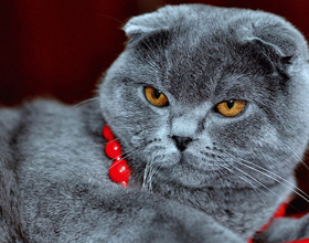 Британските клепоух котки се различават от шотландски, котката и котката