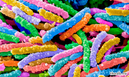 Гъбите се различават от бактерии 2