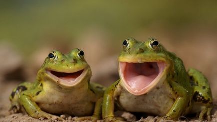 Емисията на жабите в дивата природа - всичко знам!