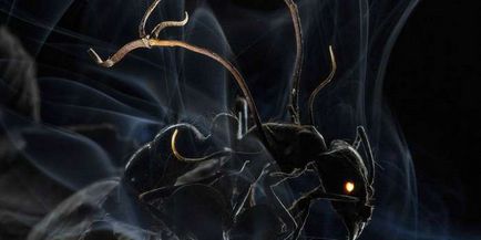 Мравките отровата и как да се отървем от тях