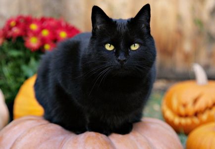Черна котка сладък домашен любимец, или знак за проблеми с това как да се