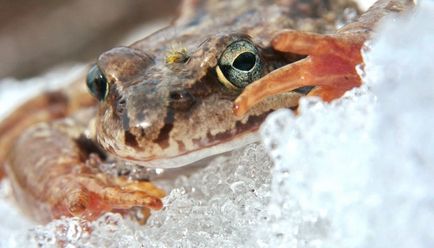 Това, което прави една жаба през зимата - в животинския свят