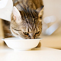 Какво котка или котка яде суха храна