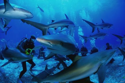 Какво да правите, когато се среща с акула, активен начин на живот