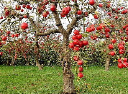 Които поставят под едно ябълково дърво