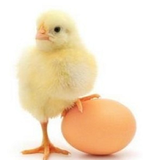 Какво е първо, кокошката или яйцето