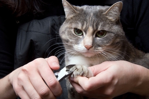 Какви са ползите за котки antitsarapki меки подложки, инструкции, ревюта
