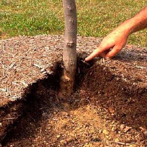 Това, което се мулчиране на почвата, как да се направи мулч