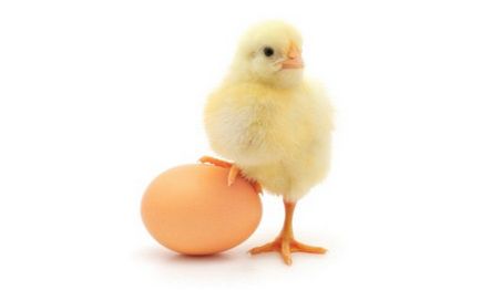 Какво е яйчен прах състав и използването му