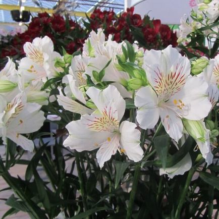 Alstroemeria цветя вкъщи снимка, отглеждане на семена в саксия и грижи