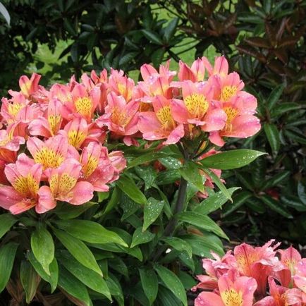 Alstroemeria цветя вкъщи снимка, отглеждане на семена в саксия и грижи