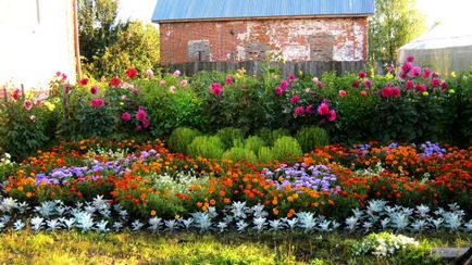 Цветя за градината цъфтят през цялото лято с най-добрите снимки