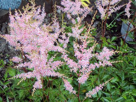 Astilbe цвете - засаждане и грижи, Фото Astilbe, Astilbe расте от семена; подготовка Astilbe