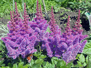 Astilbe цвете - засаждане и грижи, Фото Astilbe, Astilbe расте от семена; подготовка Astilbe