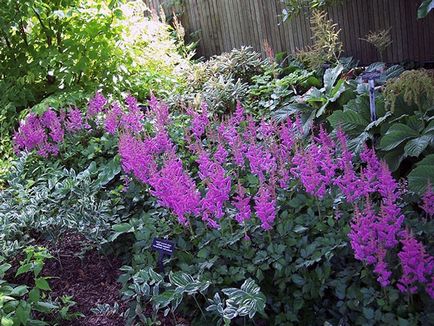 Astilbe цвете - засаждане и грижи, Фото Astilbe, Astilbe расте от семена; подготовка Astilbe