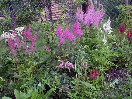 Astilbe цвете - засаждане и грижи, Фото Astilbe, Astilbe расте от семена; подготовка Astilbe