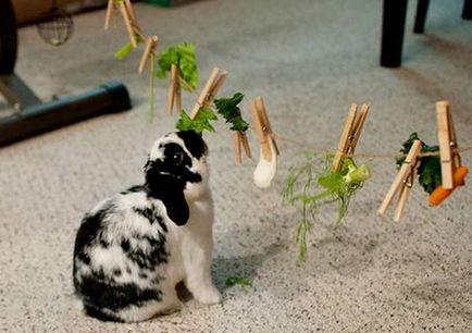 Декоративни заек грижи и поддръжка в домашни условия - нашите зайци