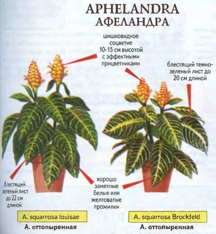 Начало Aphelandra - снимка, видове, грижи, състояние, размножаване