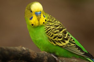 Обучение вълнисто папагалче как да го научи да говори, основните правила, методи и техники