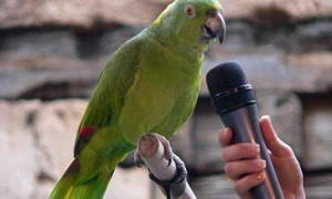 Обучение вълнисто папагалче как да го научи да говори, основните правила, методи и техники