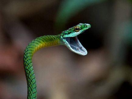 Двадесет и забавни факти за змии