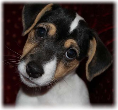 Dzhek Rassel териер снимка, описание порода, прегледи, заболявания, как да изберете кученце