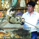 Независимо дали се храни в Китай котки Magazeta