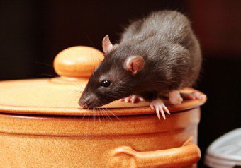 Ефективните методи за това как да се справят с мишки в страната или в апартамент
