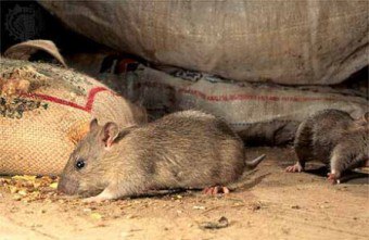 Ефективните методи за това как да се справят с мишки в страната или в апартамент