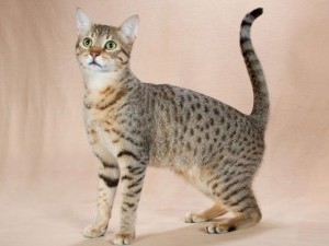 Египетска мау котка снимки, цена, естеството на порода, описание, видео