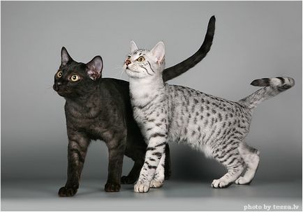 Египетска мау котка снимки, цена, естеството на порода, описание, видео
