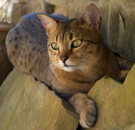 Египетският снимка, описание на порода котка, характер, ревюта и цени