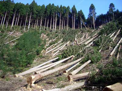 Екологичен проблем на обезлесяването