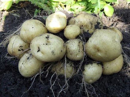 Енциклопедия технологии и техники - всичко за картофи