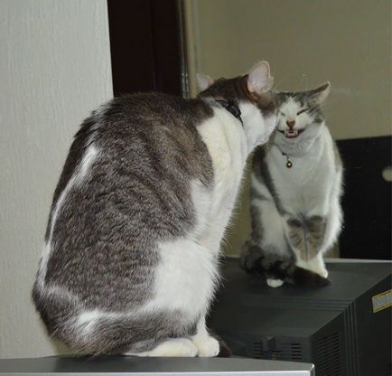 Тези смешни котки (котки) Тези смешни котки