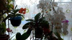 Phalaenopsis стимулира цъфтежа