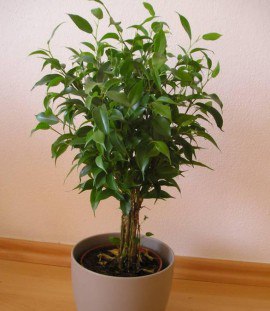 Ficus benjamina размножаване и грижи в дома