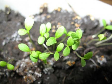 Флокс расте от семена (едногодишни и многогодишни)