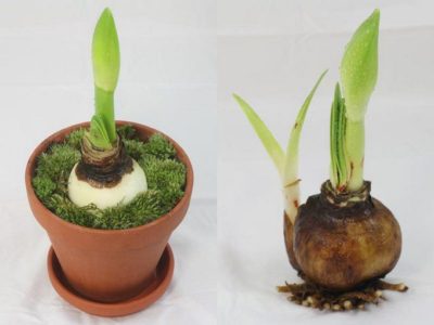 Hippeastrum цветя, които не го правят у дома