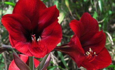 Hippeastrum цветя, които не го правят у дома