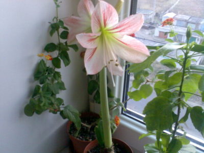 Hippeastrum цветя, които не го правят у дома