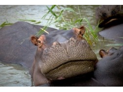 мнения Хипопотам и хипопотами разлики