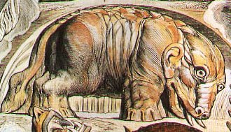 мнения Хипопотам и хипопотами разлики