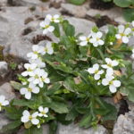 Озеленяване и грижа Gypsophila paniculata целогодишен и годишния Тери пълзящи снимка