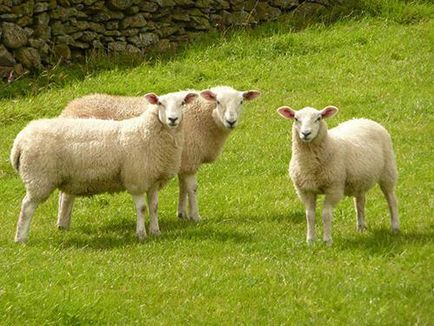 Година характеристика овце и описание на марката