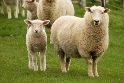 Година характеристика овце и описание на марката