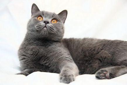 British Blue котка (сини котенца) Британската синя котка