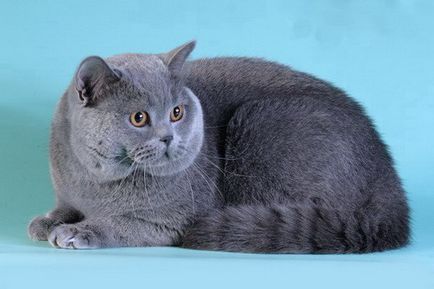 British Blue котка (котки) Британската синя котка